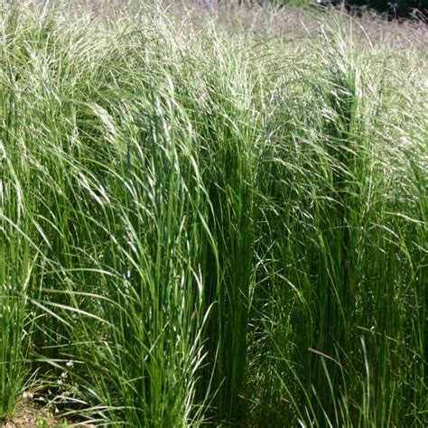 Silver Falls Seed Company Low Grow Native Grass Economy Mix