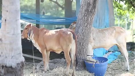 Gthai Movie Jurassic Porn Part Xxx Mobile Porno Videos Movies Iporntv Net