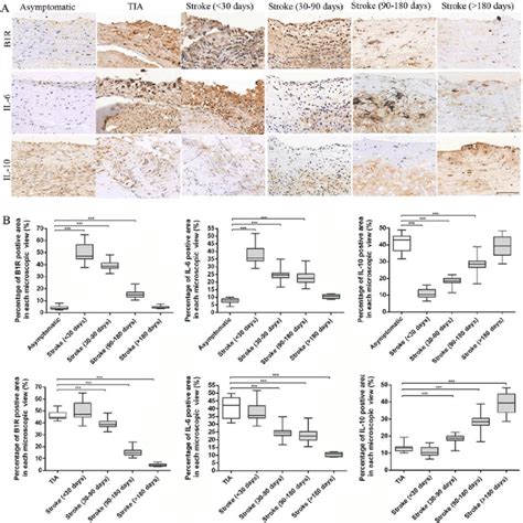 Immunohistochemical results. (A) Representative immunohistochemical ...