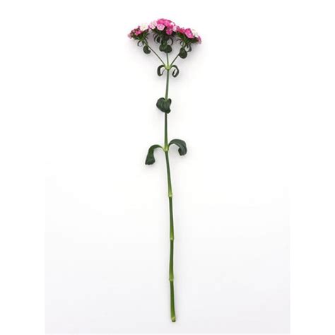 Dianthus Amazon Rose Magic F1 Seed Harris Seeds