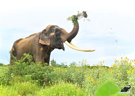 Asian Elephant Wallpaper Desktop