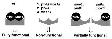 Yin6, a fission yeast Int6 homolog, complexes with Moe1 and plays a ...