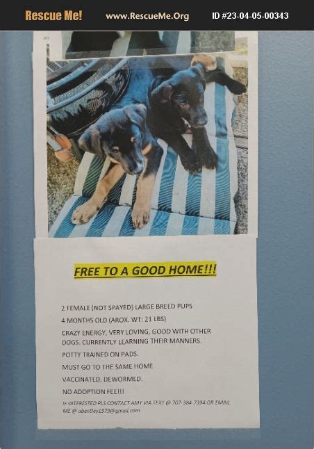 Adopt 23040500343 Lab Rescue Fairfield Ca