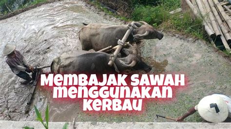 Membajak Sawah Dengan Kerbau Tradisional Youtube
