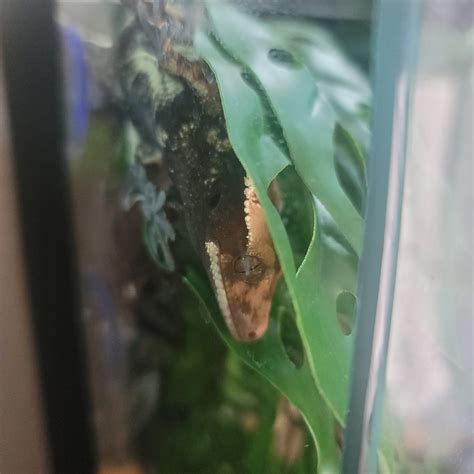 best reptiles for pets 2