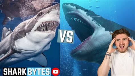Great White Shark Vs Megalodon