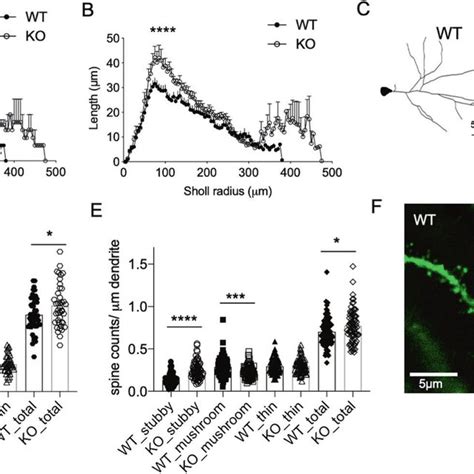 Tcf Deletion In Adult Excitatory Neurons Results In Morphological