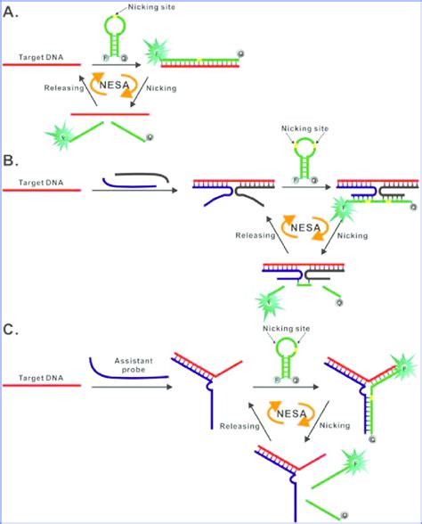 Nicking Endonuclease Assisted Amplification Assays A Nicking Enzyme