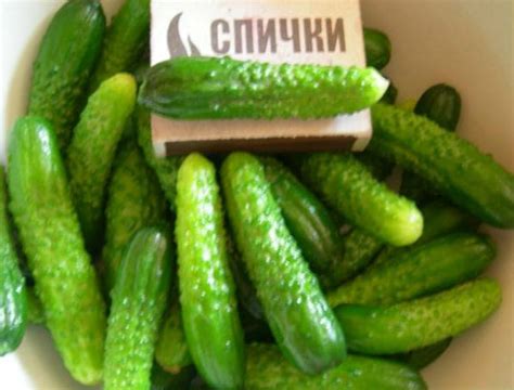 Огурцы корнишоны: сорта для открытого грунта (Парижский корнишон)