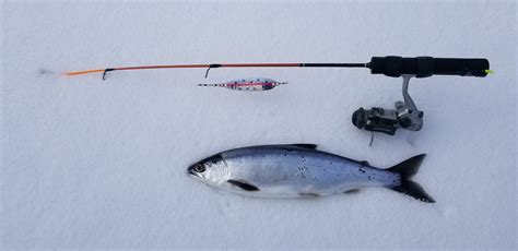Jigging For Kokanee Chrome Catchers Kamloops Kokanee Fishing