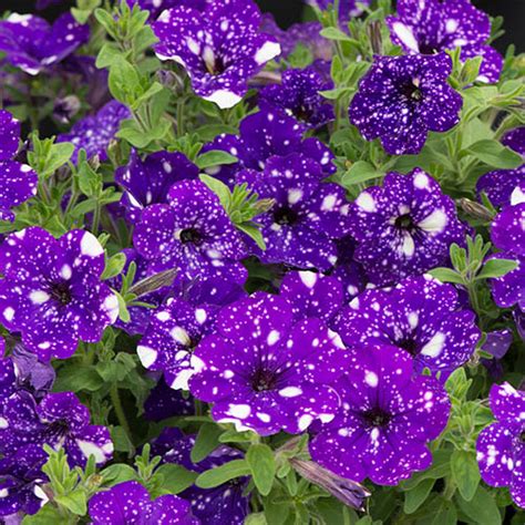 Petunia Night Sky plug x12 | YouGarden