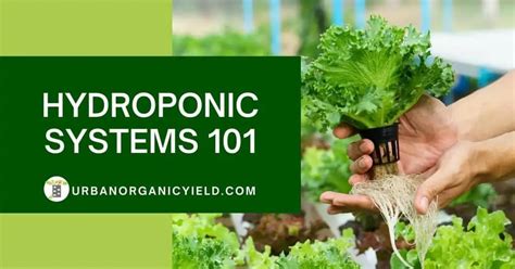 9 Different Types Of Hydroponic Systems And How They Work