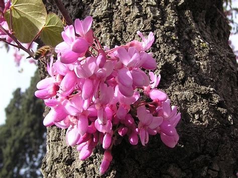 Flora-nat.tree-C