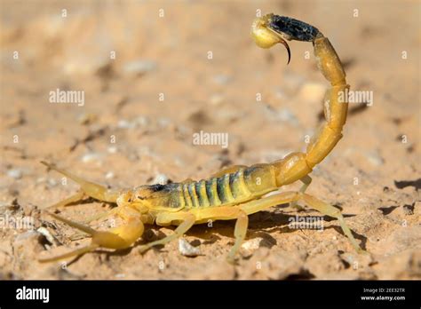 Yelllow Scorpion Hi Res Stock Photography And Images Alamy