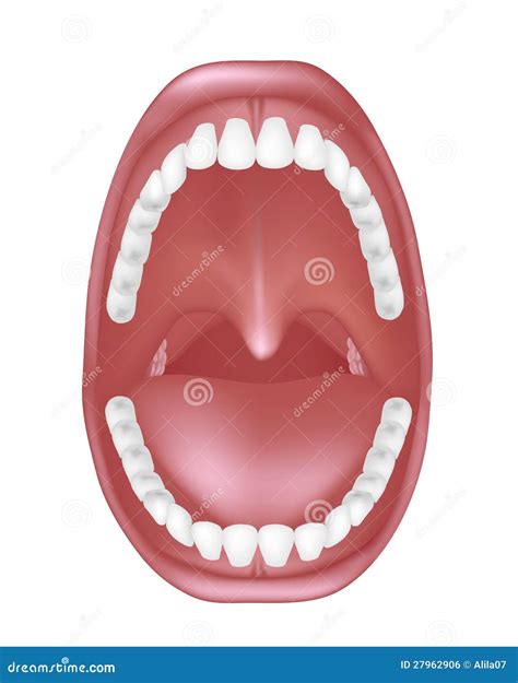 Anatomía de la boca ilustración del vector. Ilustración de boca - 27962906