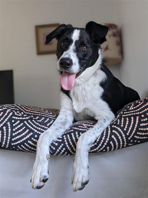 Border Collie Dalmatian Pitbull Mix
