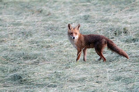 European Red Fox Vulpes Vulpes On Hay License Image 70638684