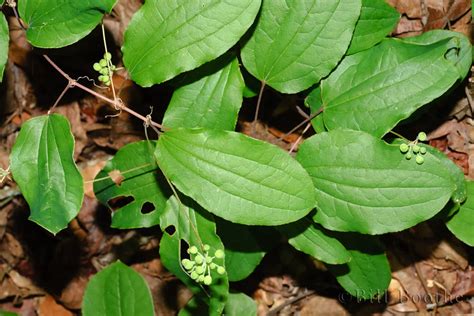 Blueridge Carrionflower | Vines | Nature In Focus