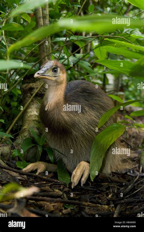 Southern Cassowary Casuarius Casuarius Chick Resting Queensland