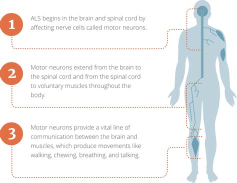 Als Facts And Symptoms Overview Als Pathways