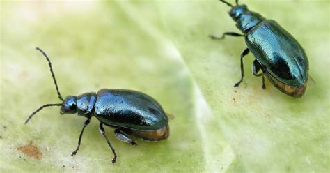 Variety of Life: Altica