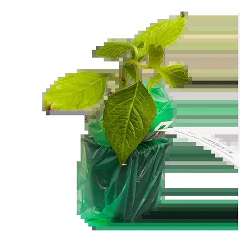 Гортензия крупнолистная Шлосс Вакербарт - купить саженцы декоративных ...