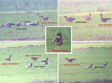 Tundra Bean Goose Anser Serrirostris Observation Org