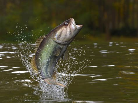 Bass Fish Jumping Out Of Water