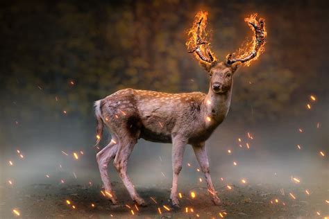 Download Roe Deer Horns Fire Royalty Free Stock Illustration Image