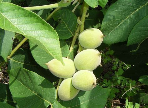 Juglans mandshurica seed | BELL Garden Company,Wholesale Plant seeds ...