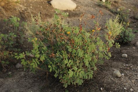 midtown farm senna covesii desert senna ejotillo koowi tatam