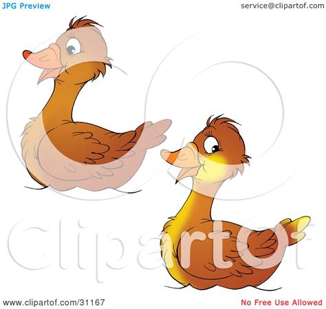 Clipart Illustration Of A Pair Of Two Brown Ducks Swimming Together By