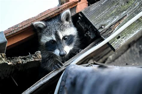 Hilfe, was mache ich, wenn ein Waschbär unter meinem Dach lebt?