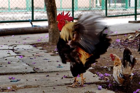Premium Photo View Of A Birds On The Ground