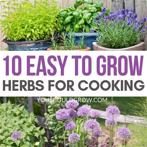 easiest cooking herbs  grow  home   grow