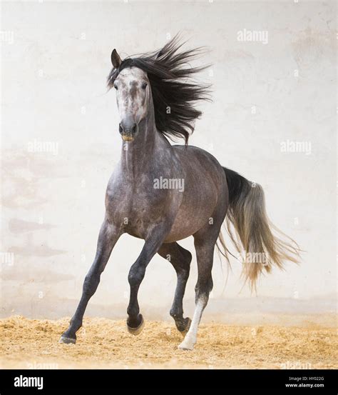 Dapple Grey Andalusian Metro Wallpapers