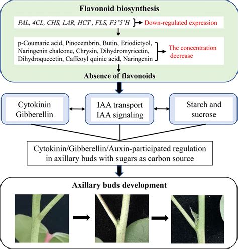 A Model For Flavonoid Mediated Regulation Of Axillary Bud Development Download Scientific