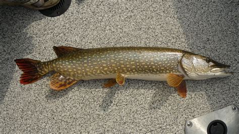 Northern Pike Photo And Wallpaper Cute Northern Pike Pictures
