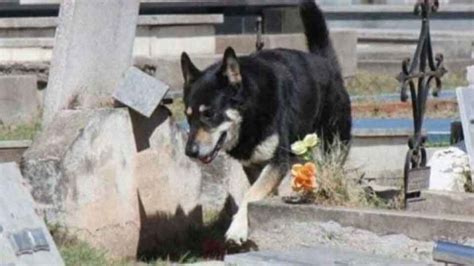 Un Chien Fid Le Dort Sur La Tombe De Son Ma Tre Pendant Six Ans Chats