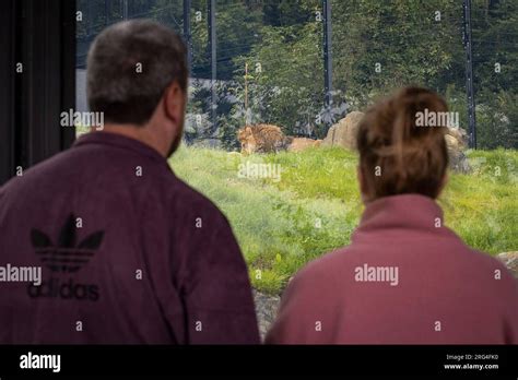 People Looking At Male Barbary Lion Qays At Belfast Zoo Kingdom Of The
