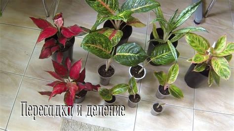 Комнатные цветы. Аглаонема. Пересадка и деление. - YouTube