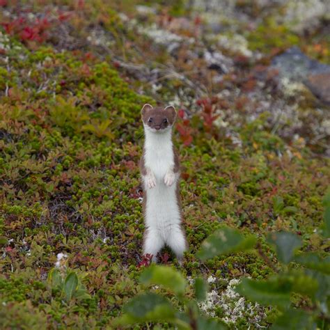 Zane Schacht - Voice Goblin 🐀 on Twitter: "I love stoats, weasels, and ...