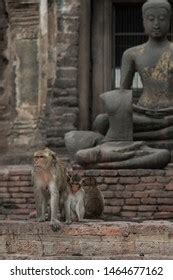 Monkeys Lopburi Temple Thailand Stock Photo 1464677162 | Shutterstock