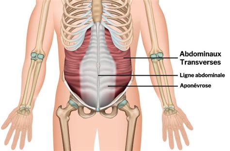 Abdominaux Transverses Conseils Et Exercices Pour Les Muscler