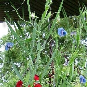 Lathyrus Sativus Var Azureus King Tutankhamun S Pea Indian Vetch