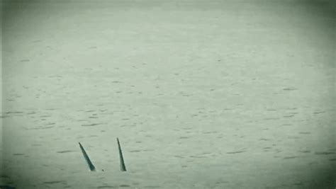 T Paz Vs Shark Hardcore Tano C T Paz Vs Shark Hardcore Tano C T Pazolite Discover