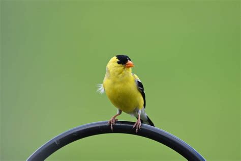 Finches in Texas (8 Species with Pictures) - Wild Bird World