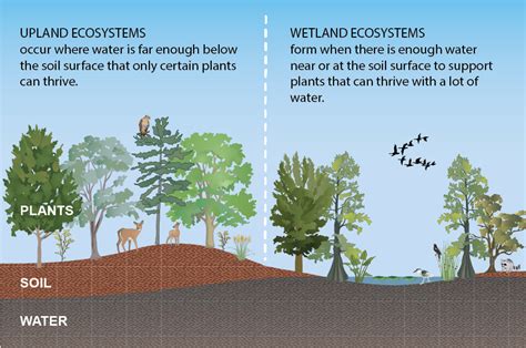 What Makes A Wetland North Carolina Wetlands