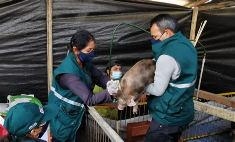 Midagri Vacunación Contra La Peste Porcina Clásica Protegerá