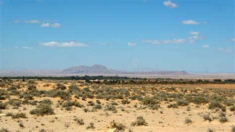 Vegetation in the Desert, with the Atlas Mountains in the Distance, in ...